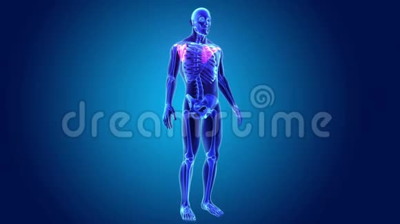 人体骨骼肩胛骨或肩胛骨视频的预览图