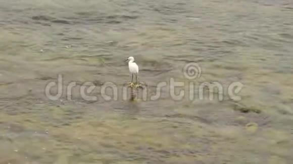 白鹭鸟坐在康塔布里亚海的大西洋中视频的预览图