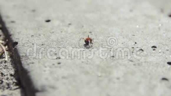 蚂蚁在沥青上奔跑分享食物视频的预览图