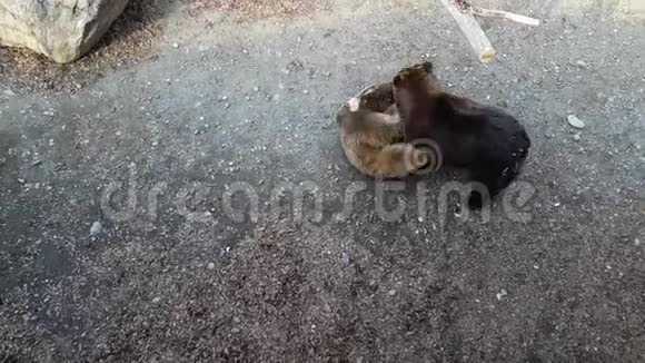 两只棕熊互相抱在一起视频的预览图