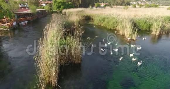鸭子在干净的河流上游泳土耳其阿卡卡视频的预览图