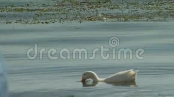 一对白色天鹅在奥赫里德湖游泳视频的预览图