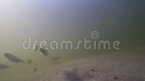 水下鱼河背景视频视频的预览图