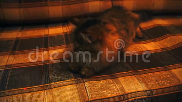 猫追逐激光指向相机慢动作视频的预览图