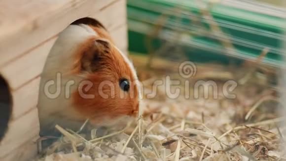 几内亚猪坐在笼子里吃动物食物视频的预览图