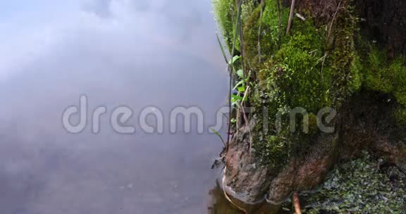 树桩上的苔藓视频的预览图