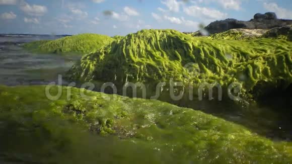 沿海岩石上生长过度的海藻视频的预览图