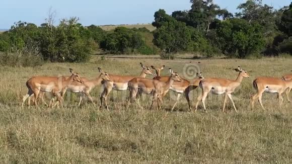Impalaamelampus女性肯尼亚马赛马拉公园视频的预览图