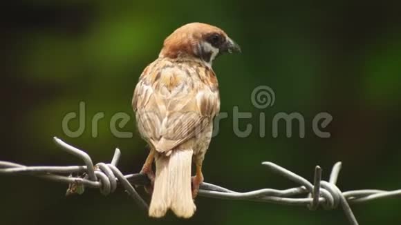 躁动不安的菲律宾玛雅鸟欧亚树麻雀或帕塞尔蒙塔努斯在铁丝网上寻找食物视频的预览图