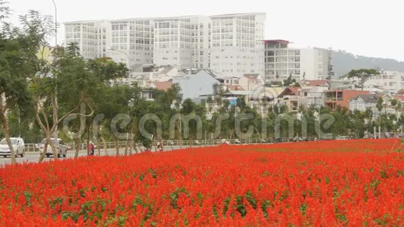 戴拉特市开着红花越南视频的预览图