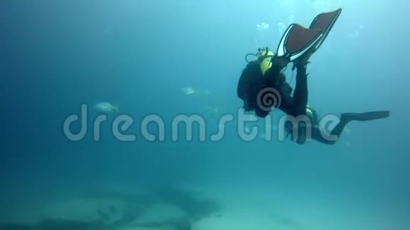潜水员浸泡在珊瑚礁附近费尔特文图拉加那利岛视频的预览图