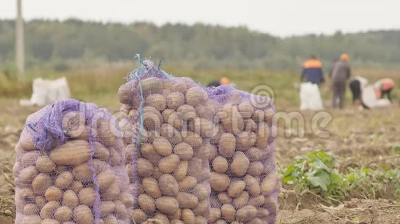 一袋袋的土豆站在田里农民收获土豆视频的预览图