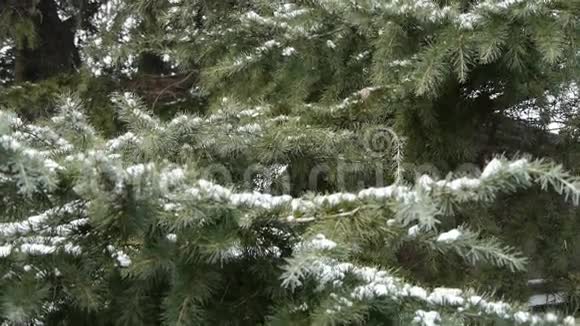 白雪覆盖松树视频的预览图