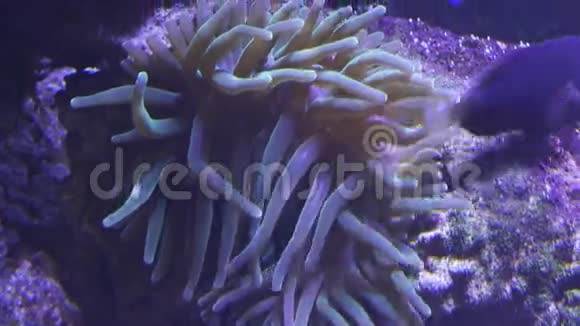海水水族箱里的海葵视频的预览图