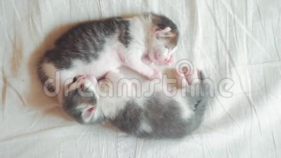 两只小猫搞笑视频正在睡觉两只小猫的生活方式弟弟睡觉拥抱在床上宠物猫的概念视频的预览图