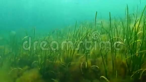 泽斯特是一种分布广泛的海草小属视频的预览图