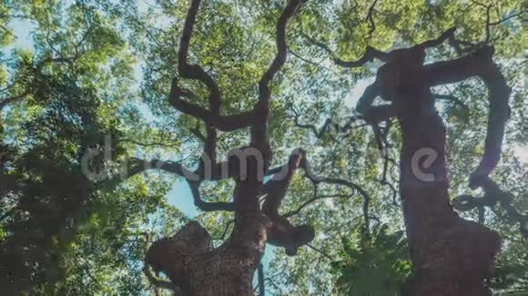 一个具有视差效应的树木和天空的多利镜头视频的预览图
