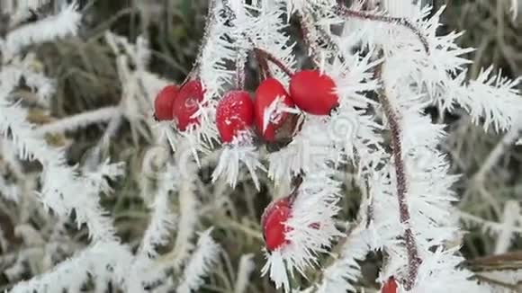 冬季玫瑰花被雾状霜晶覆盖视频的预览图