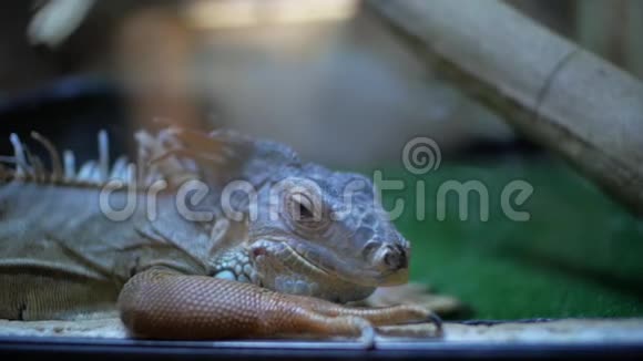 鬣蜥中的绿色鬣蜥视频的预览图