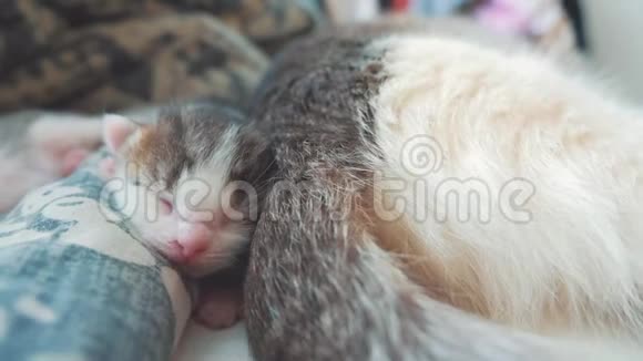 小搞笑视频新生小猫睡觉压在猫妈妈的背上可爱的生活方式宠物小猫睡觉视频的预览图