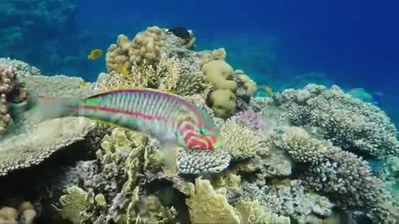一条好奇的克伦辛格鱼漂浮在红海壮丽的珊瑚背景上视频的预览图