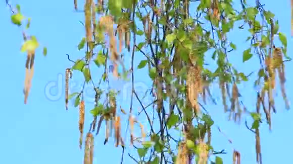 蓝天背景下新的桦树柳絮春天春天来了视频的预览图