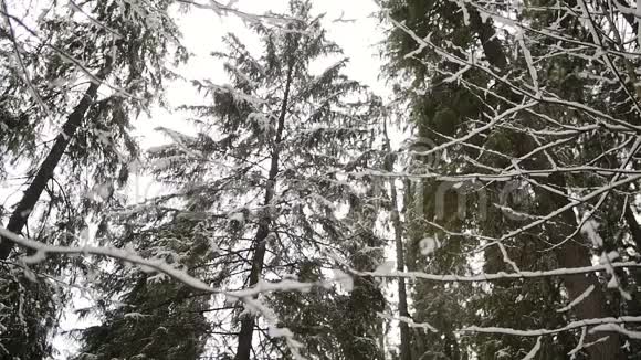 在冬季森林中看松树顶端的景色户外自然视频的预览图