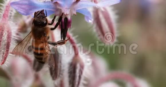 欧洲蜜蜂蜜蜂蜜蜂蜜蜂开一朵花授粉行为诺曼底实时4K视频的预览图