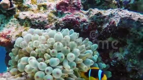自然中的相互共生鱼小丑躲在海葵有毒的触手间埃及红海视频的预览图