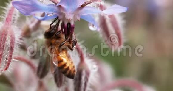 欧洲蜜蜜蜂蜜蜂蜂蜂花授粉法诺曼底实时4K视频的预览图