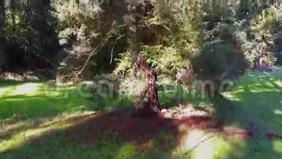 空中射击飞过巨大的红杉树后面有华丽的绿色树林上升用无人机在欧洲拍摄视频的预览图