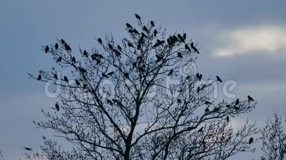 树上有乌鸦在树梢休息视频的预览图