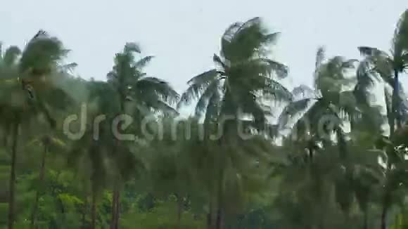 棕榈树在多雨的天气时间推移视频的预览图