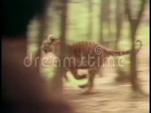 人们在森林里猎虎视频的预览图