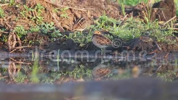 野外的蛇在泥炭沼泽上行走视频的预览图