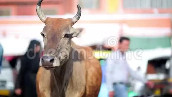站在街上的牛视频的预览图