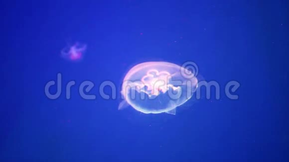 蓝色背景的水母视频的预览图
