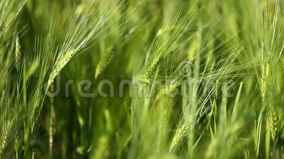 小麦作物在田野上逆天生长原创优质视频无需任何处理视频的预览图