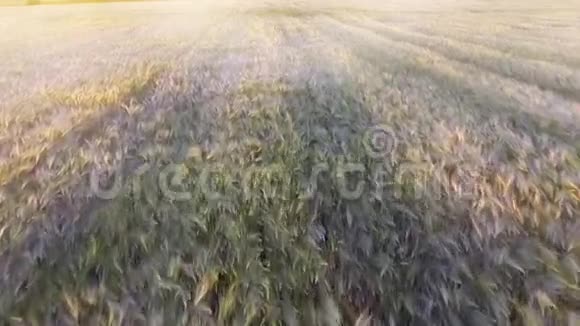 金色的小麦在微风中轻轻摇曳视频的预览图