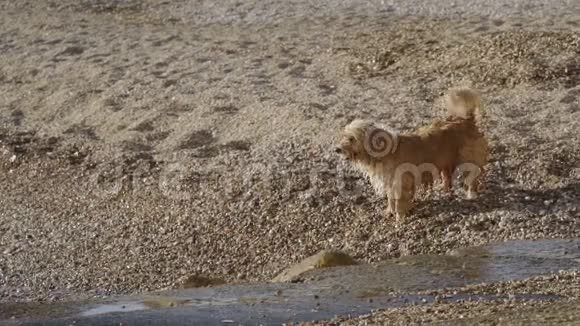 有趣的狗对着海浪狂吠试图咬水花视频的预览图