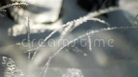 冰霜覆盖的草视频的预览图