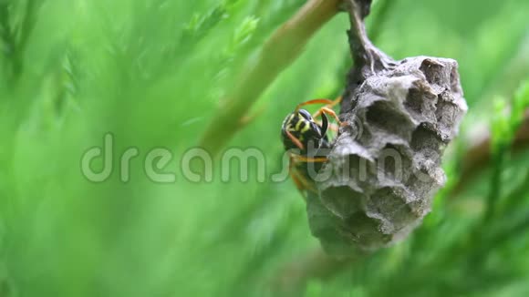 在野生动物绿色背景下的巢中视频的预览图