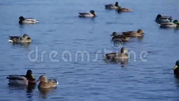 一群野鸭在水中游泳一群鸭子在河上漂浮视频的预览图