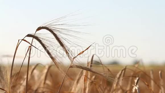 小麦作物在田野上逆天生长原创优质视频无需任何处理视频的预览图