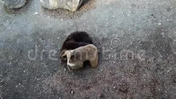 两只棕熊互相抱在一起视频的预览图