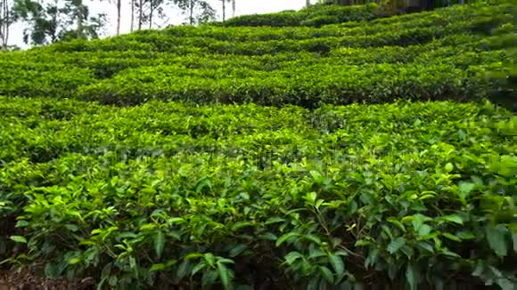 茶叶种植横盘视频的预览图