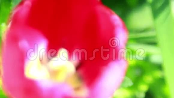 红色的郁金香花很近视频的预览图
