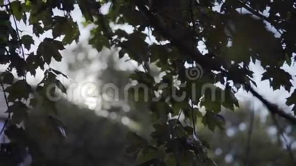 树枝叶背光视频的预览图