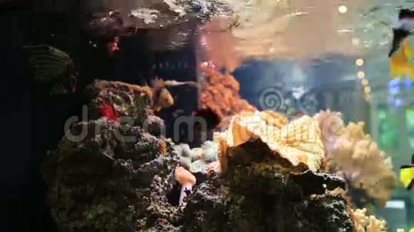 热带鱼在水族馆游泳视频的预览图