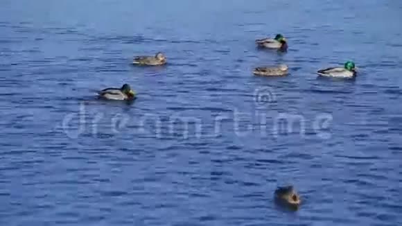 一群野鸭在湖里游泳等待喂食视频的预览图
